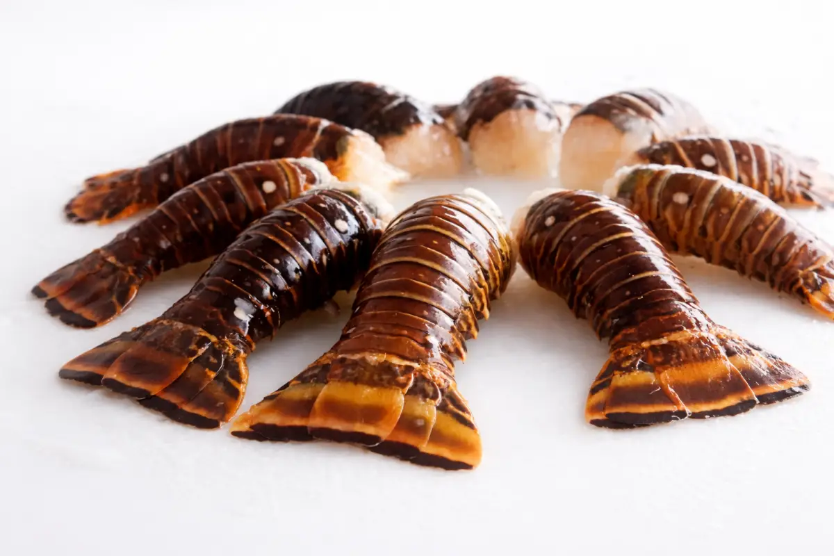 Paquete de langosta (5 libras)